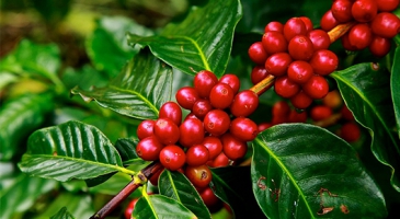 Protecting the brand, empowering the rural producer – a win-win thanks to the Geographical Indications system in Asia